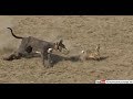 Download hare coursing 2019 | greyhound dog racing | dog and rabbit race In Mp4 3Gp Full HD Video
