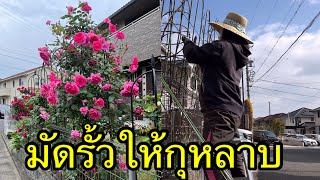 มัดรั้วให้กุหลาบเลื้อยมัดกิ่งกุหลาบแบบนี้ดอกดกแน่นอน2023/01/08