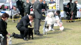 2012年3月11日舞洲ＤＯＧショーにて