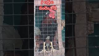 9 లక్షల పందెంకోడి@Kvksfoodfunandfarming #పందెంకోడి #youtubeshorts #funny #entertainment