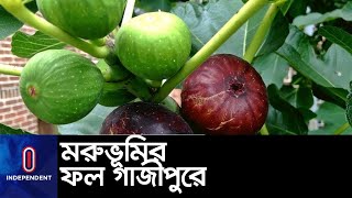 গাজীপুরের শ্রীপুরে ফলছে ত্বীন ফল || #Gazipur Teen Fruits