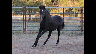 Pleasant Hill Best Dressed - Welsh Section B Colt