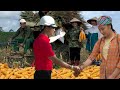 The engineer harvested oranges to help Tien's family, and harvested corn for the winter