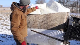 Baleage for winter feeding cattle at WDF