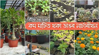 কম মাটিত থকা ডাঙৰ ধুনীয়া Nursery খন ।। জামুগুৰিহাটত সুন্দৰ ব্যৱস্থিত Nursery খন দেখি ভাল লাগি গ'ল ।