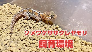 ソメワケササクレヤモリの飼育環境