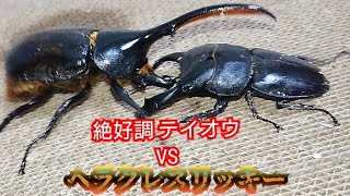 テイオウヒラタVSヘラクレスリッキー 快進撃はどこまで続くのか！？