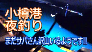 【北海道石狩湾・小樽釣り】まだサバさんも沢山いるようです!!　（マメイカ・ヒイカ・サバ・マイワシ・小樽港夜釣り・厩岸壁）2022.10.29