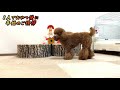 【新春】可愛いうさぎとトイプードル犬（ティーカッププードル）が年始挨拶に挑戦！【れおぴょん日記】