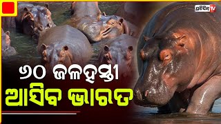 କଲମ୍ବିଆରୁ ଭାରତ ଆସିବେ ଜଳହସ୍ତୀ | Removing 70 of Pablo Escobar’s hippos to cost Colombia $3.5m