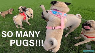 SO MANY PUGS! Join us on our Pug meet for the CUTEST PUG VIDEO you have ever seen!