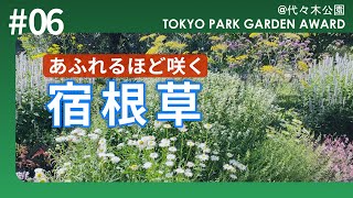 【園芸のプロが選ぶ宿根草】あふれるほど咲く夏の庭！ナチュラルガーデン！プロに学ぶ！東京パークガーデンアワード@代々木公園 Natural Perennial Garden