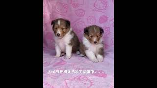 滋賀県#シェルティ#ブリーダー#子犬｜2024年10月24日生まれ兄妹一緒に☆ #ブリーダー