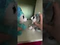 cute music tybeanieboos beaniebsbies cute cutetoys