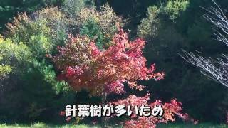 紅葉最前線　-設楽町-　きららの森