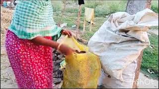 আমার শরীর টা খুব খারাপ 😊তবুও বাড়ির উঠান ঝাড়ু দিয়ে গবর ঘুটে বস্তাতে পেক করলাম || gobor Gote pak