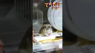 てち太の日記255　きょうは寝起きでおやつに向かいます🐹💛なんかフリーズ気味💦お外のおやつももりもり食べます💛