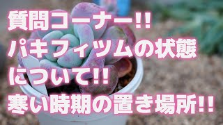 【多肉植物】質問コーナー!!パキフィツムの状態について!!寒い時期の置き場所!!【succulent】トロピカルガーデン