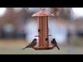 Bird Feeder Cam! 🐦