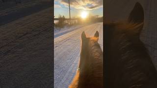 A special spot❤️ #horse #pony #trailriding #sunset #fyp #edit #horseriding #beautiful #trending