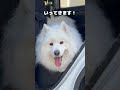 ついに歩かなくなった怠惰サモエド　 サモエド samoyed