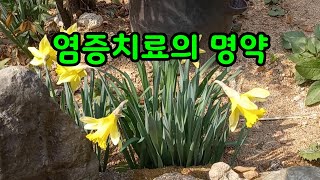 이것을 먹었더니 체내 염증이 싹 사라졌다.