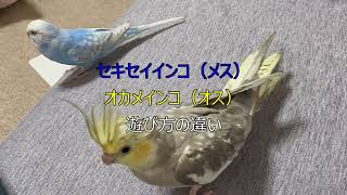 セキセイインコ（メス）とオカメインコ（オス）の遊び方の違い