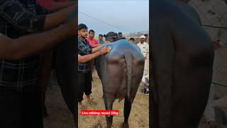 Murrha buffalo live milking record 22kg #cow #bannibuffalo #farmanimals #murrabuffalo