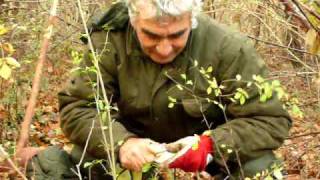 byerrebi Cercatore di funghi non pennecciole ma lardaioli