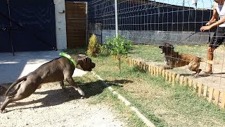 AMERICAN STAFFORDSHIRE TERRIER  VS BERGER BELGES MALINOIS