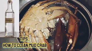 HOW TO CLEAN MUD CRAB||2 Tips to wash crab before Cooking