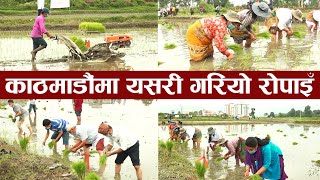 काठमाडौंमा यसरी गरियो रोपाइँ || Asar 15 Dhan Ropai