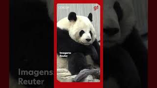 Câmera flagra panda gigante soluçando na China #shorts