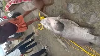 MASSIVE HAMOUR FISH on Kerala . azhikode beach