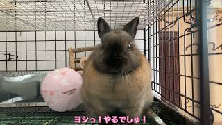 【うさぎさんのあくび】あたちはあくびするんだ！　「NO.030」