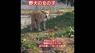 #動物保護団体ヨンナナ #野犬#野犬の女の子#過酷#心配#保護活動