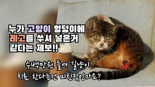 길고양이 항문에 누가 레고블럭을 쑤셔 놓은 것 같다는 제보! 길고양이 구조 이야기입니다.