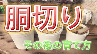 【倉敷多肉工房】胴切り後の新芽を早く育てる❤️ その方法がこれ☝️✨