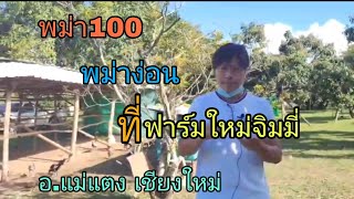 พม่า 100 , พม่าง่อน ที่ฟาร์มจิมมี่เชียงใหม่ อ.แม่แตง #พม่าแม่สะเรียง