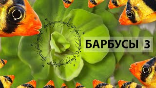 Барбусы 3. Пузыри, новая трава, стальная шерсть и возвращение тирана!