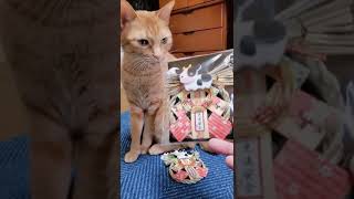 むぎっちゅ☆パッケージを噛みたい猫♡