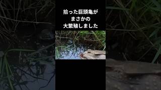 拾った巨頭亀がまさかの大繁殖しました