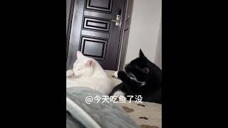 同步小猫咪 #萌宠  #表情包 #猫咪 #猫咪表情包大赏  #万万没想到 #灵魂画手