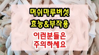 머쉬마루버섯 효능과 부작용 잘 알고 드셔야해요~