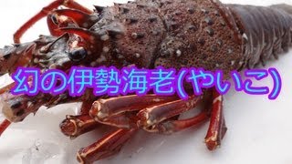 ★究極の食材★幻の伊勢海老\