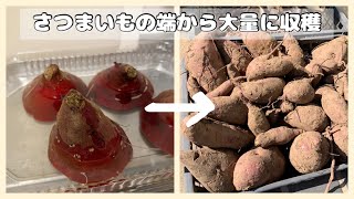 さつまいもの端から大量のさつまいも収穫！！#さつまいも　#sweetpotato