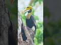 Knobbed hornbill Bird 🐦