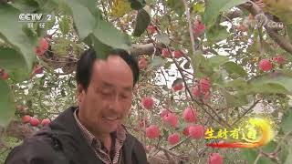 《生财有道》 20191120 陕西延安：增收致富金苹果| CCTV财经