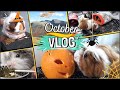 Halloween piggie pumpkins, cleaning madness, Birthday presents and tasty slop?! | October Vlog