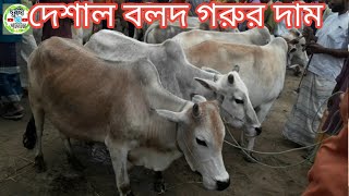 জাদুরানি হাট থেকে ছোট ছোট দেশাল বলদ গরুর দাম জানুন || জাদুরানি হাট || deshi bolod goru dam